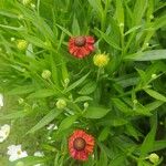 Helenium autumnaleBlomst