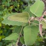 Corymbia citriodora List