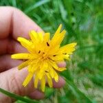 Scorzoneroides helvetica Flower