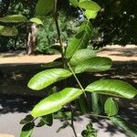 Gleditsia sinensis Leaf