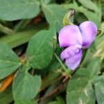 Vigna vexillata Blomma