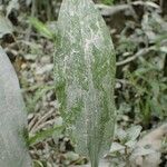 Alisma lanceolatum Leaf