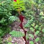 Rosa omeiensis Kabuk