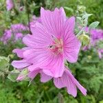 Malva thuringiaca Flower