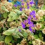 Tibouchina urvilleana Hoja