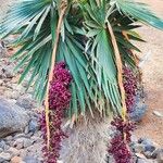 Coccothrinax borhidiana Fruto
