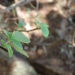 Allophylus rubifolius Leaf