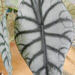 Alocasia baginda Лист