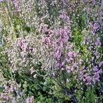 Erica australis Yeri