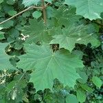 Acer platanoidesFolha