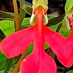 Habenaria rhodocheila Flower