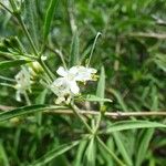 Clerodendrum heterophyllum Çiçek