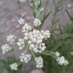 Pseudognaphalium californicum Flower