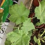 Abutilon vitifolium Habit