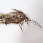 Carex esenbeckii چھال