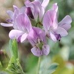 Medicago sativa Flower