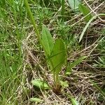 Scorzoneroides helvetica Leaf