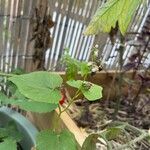 Fagopyrum tataricum Leaf