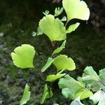 Adiantum capillus-veneris 葉