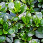 Rhododendron indicum Leaf