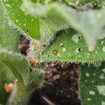 Pulmonaria officinalis Corteza