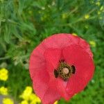 Papaver setiferum Flor