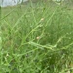 Volutaria tubuliflora Hoja