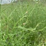 Volutaria tubuliflora Leaf