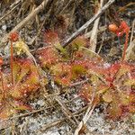 Drosera brevifolia Ліст