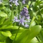 Tractema lilio-hyacinthus Blodyn