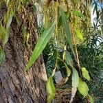 Salix babylonica Hoja