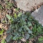 Geum canadense Blad