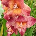 Gladiolus dalenii Floare