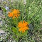 Pyrrocoma crocea Flower