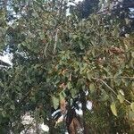 Ficus altissima Облик