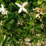 Jasminum grandiflorum Hoja