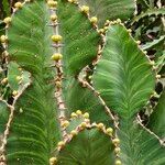Euphorbia cooperi Hoja