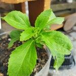 Stevia rebaudiana Φύλλο