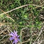 Symphyotrichum oblongifolium Flower