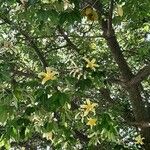 Ceiba insignis Blad