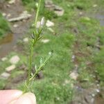 Cardamine crassifolia Bark