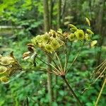 Heracleum lanatum Fruit