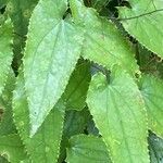 Epimedium stellulatum Blatt