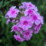 Phlox maculata Flor