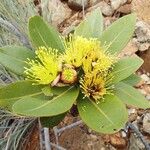 Xanthostemon gugerlii Flor