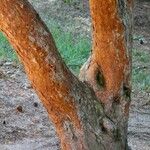 Pinus sylvestris Bark