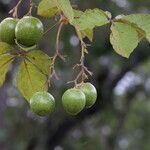 Vitex madiensis Fruto