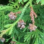 Thujopsis dolabrata Frucht