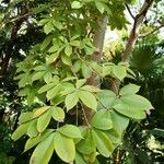 Ceiba insignis Leaf