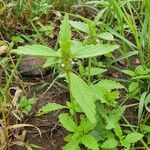 Leucas urticifolia Leaf